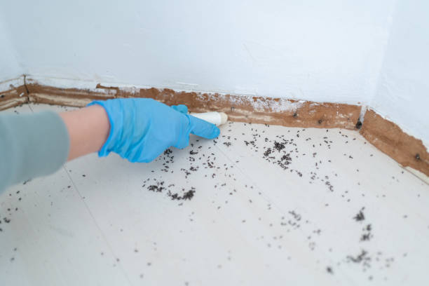Best Flea Control Services  in Cortland West, NY