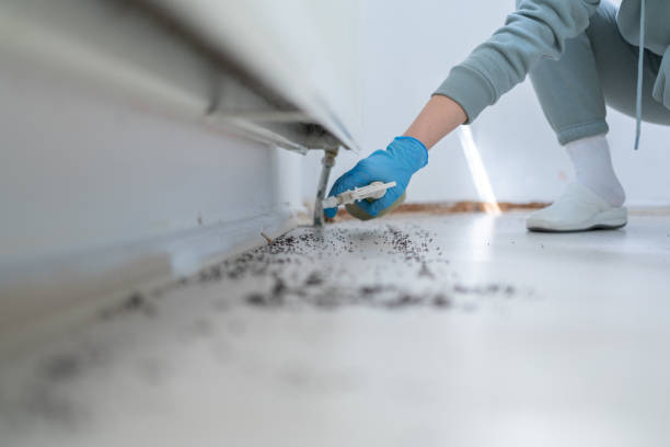 Best Rat Extermination Near Me  in Cortland West, NY