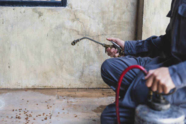 Best Wasp Removal Services  in Cortland West, NY
